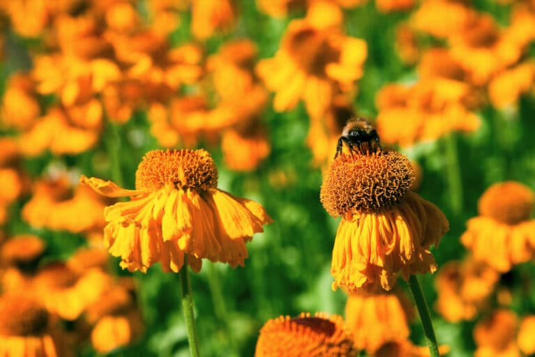 Немецкие ученые открыли новый вид пчелы в Казахстане и назвали в честь Наурыза