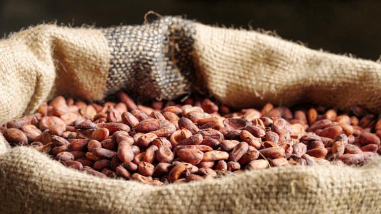 Казахстан купил у Венесуэлы какао-бобы на $1,7 млн