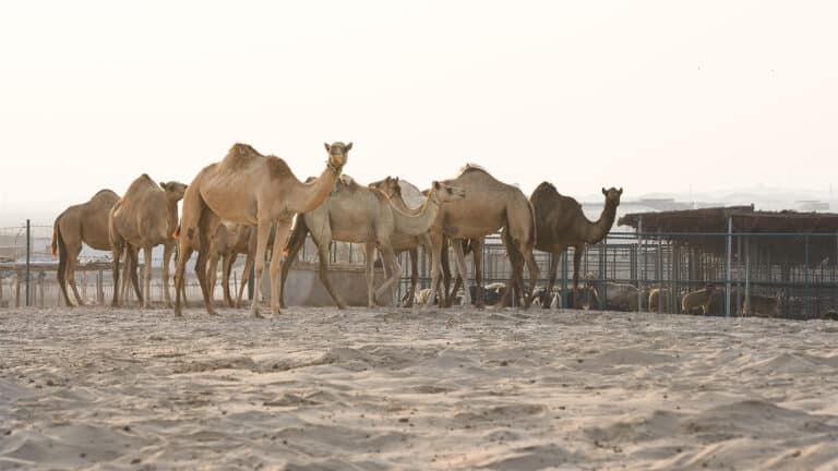 Love ice cream and looking for new tastes? Check out camel milk ice cream