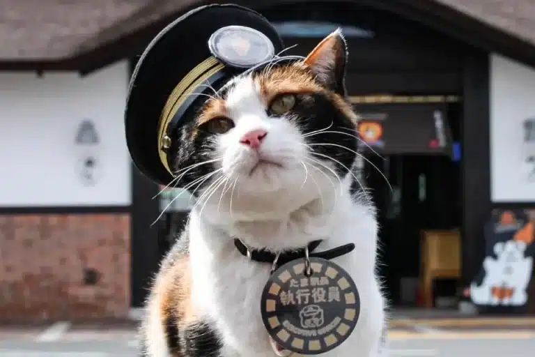 Жапонияда вокзал бастығы етіп мысықты тағайындады