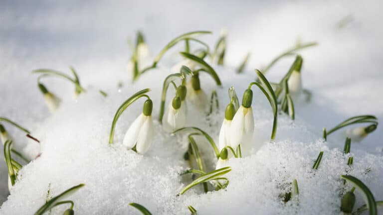 Цветущие посреди января подснежники заметили в Алматы