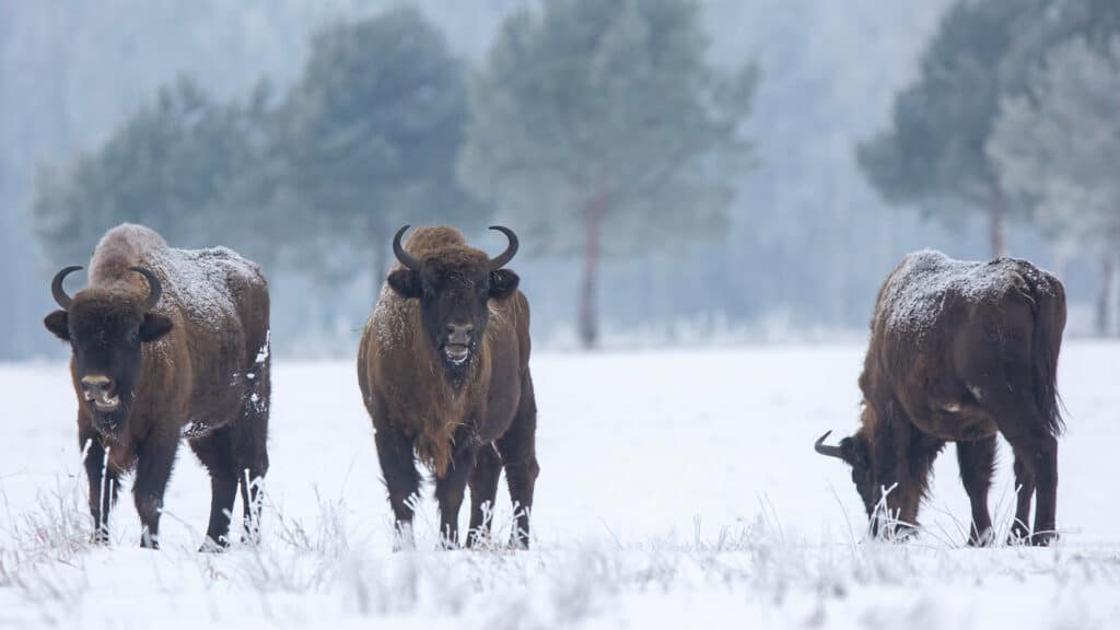 Фото: shutterstock, бильд-редактор: Милош Муратовский