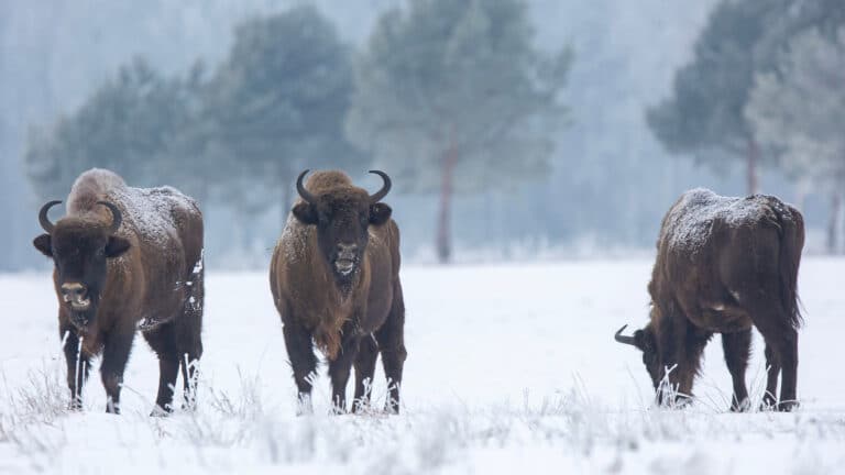 Североамериканские бизоны живут в нацпарке под Астаной