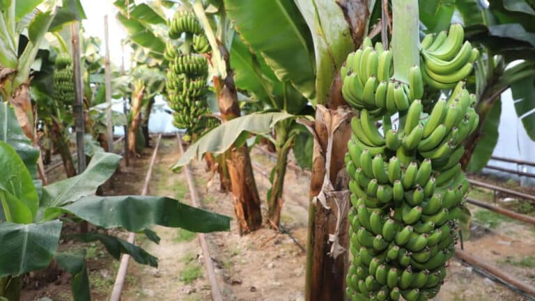 Kazakhstan opens another banana greenhouse, prepares to cultivate oranges and coffee