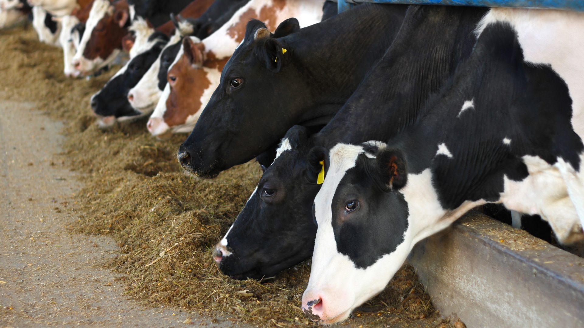 Открыть экспорт живого скота из Казахстана предложил глава мясного союза