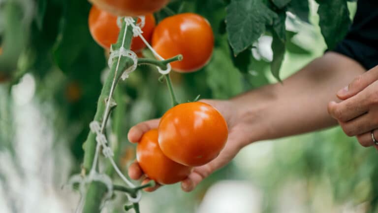 Крупнейшую в Европе теплицу совместно с россиянами запустят в Казахстане весной