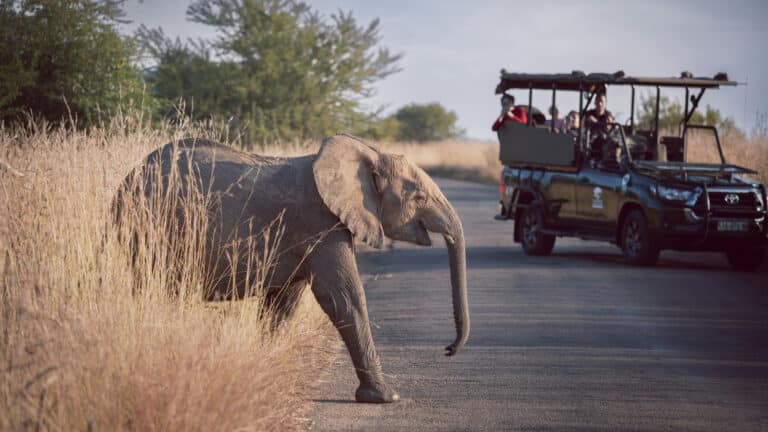 Слон на Шри-Ланке разнес автомобиль туристов