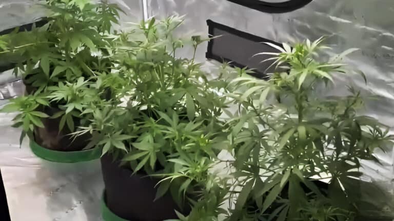 Казахстанцы высмеяли ролик МВД про нарколабораторию из «трех кустов»