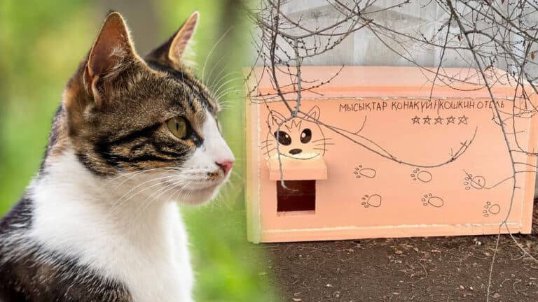Бездомные коты Алматы зимуют в самодельных мини-отелях от неравнодушных жителей
