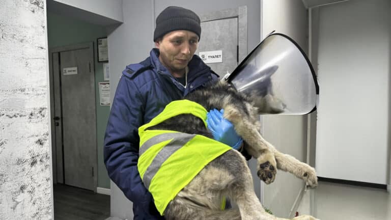 Таксиста, спасшего раненого хаски в Алматы, поддержали пользователи Казнета