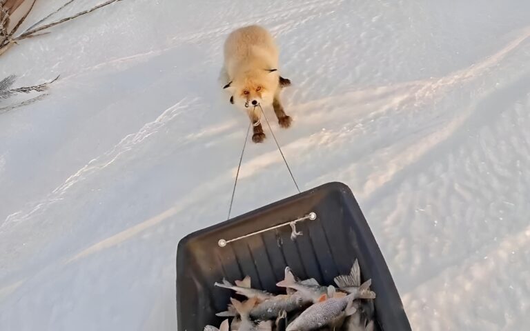 Наглая лисица попыталась утащить улов у рыбака под Астаной