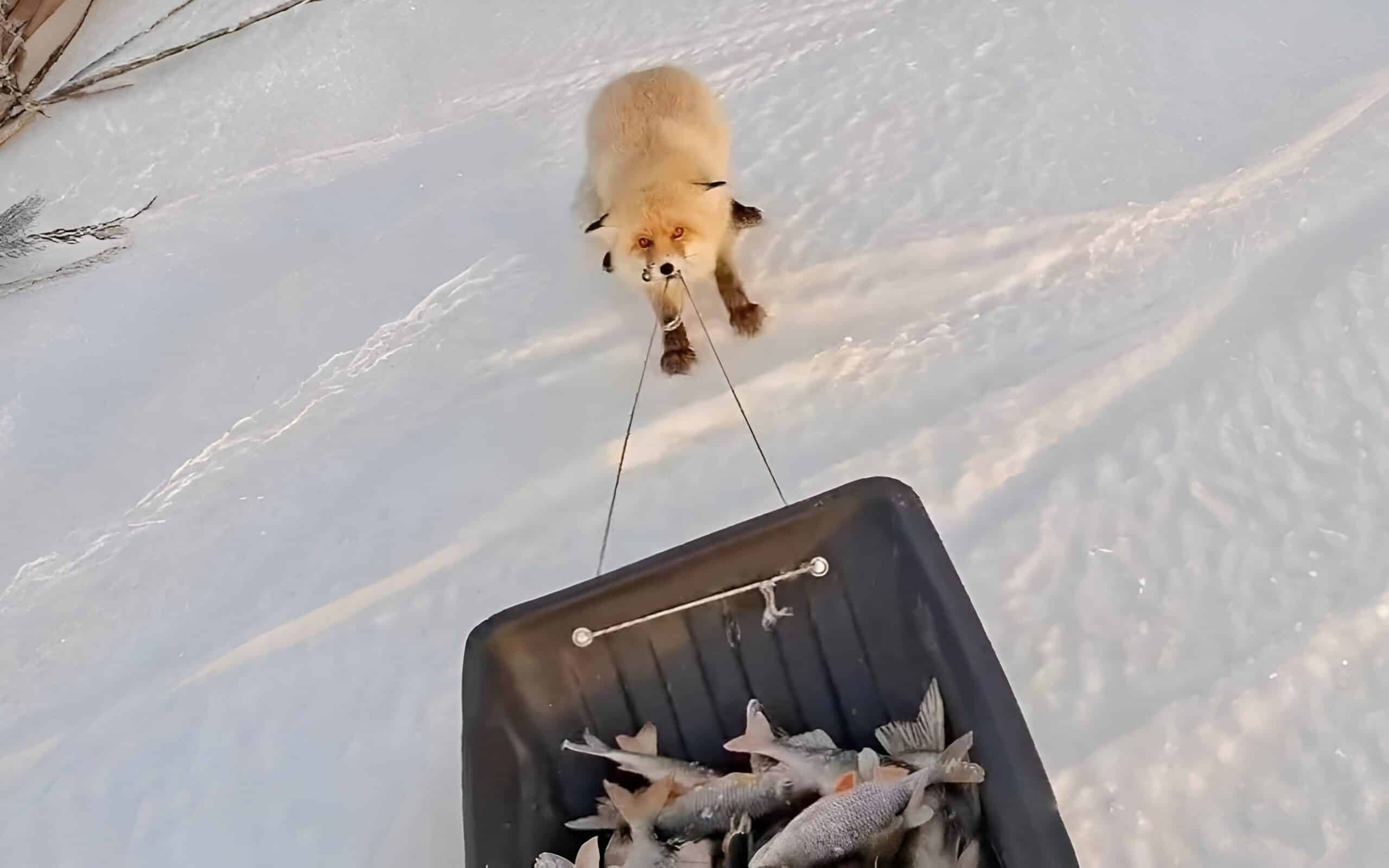 Наглая лисица попыталась утащить улов у рыбака под Астаной