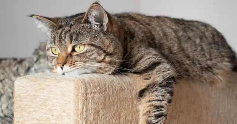 Құтқарылған жануар иесіне тапсырылды / фото: ашық дереккөзі