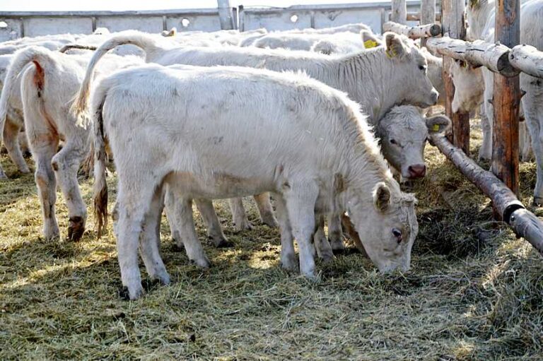 Қазақстандағы шаруа қожалықтар саны күрт азайып жатыр