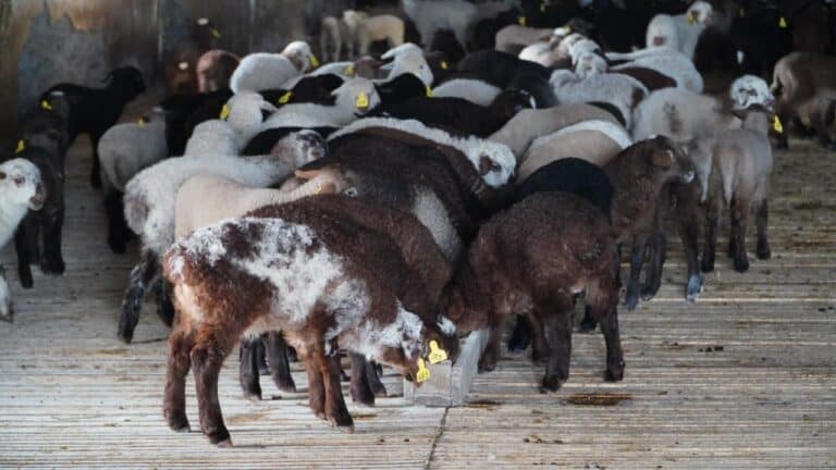 Үкімет мал шаруашылығын дамыту үшін 6%-бен несие бермекші