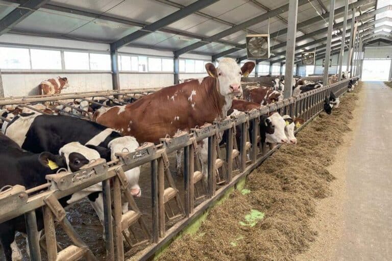 Алматы облысында 15 млрд теңгеге сүт фермасы салынады