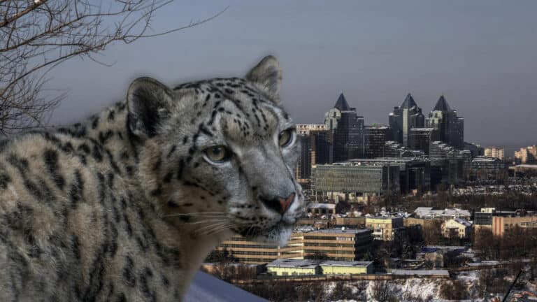 Диких кошек в окрестностях Алматы все чаще замечают туристы