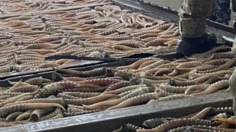 Ресейге 2 мыңға жуық ақбөкен мүйізін алып өтпек болған контрабандистер ұсталды