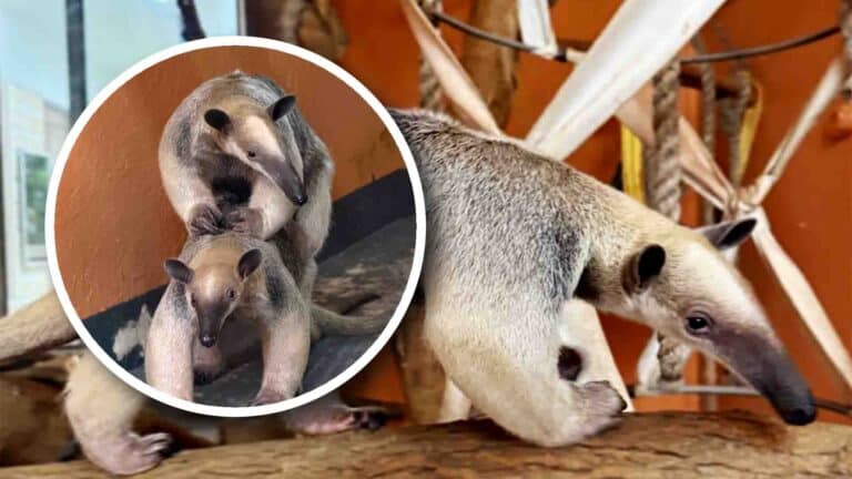 Тамандуа: Алматы хайуанаттар бағында жаңа жануарлар пайда болды