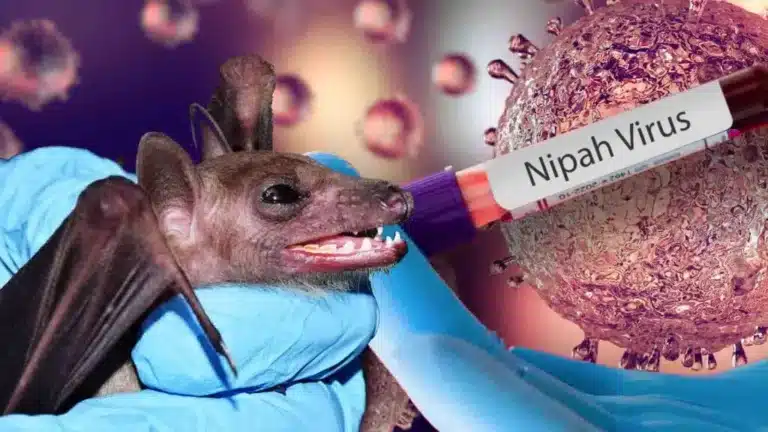Қытай ғалымдары Нипах вирусына қарсы препарат тапты