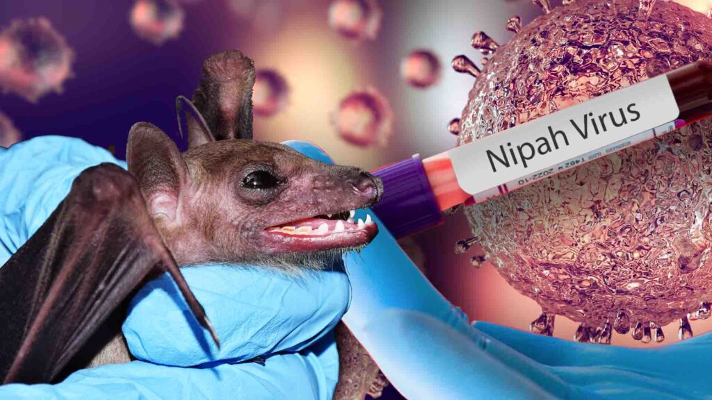 Нипах вирусының вакцинасы да, емі де жоқ – ДДСҰ