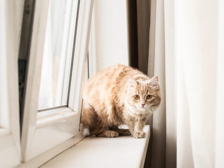 В акимате отреагировали на жестокое видео с кошкой в Алматинской области