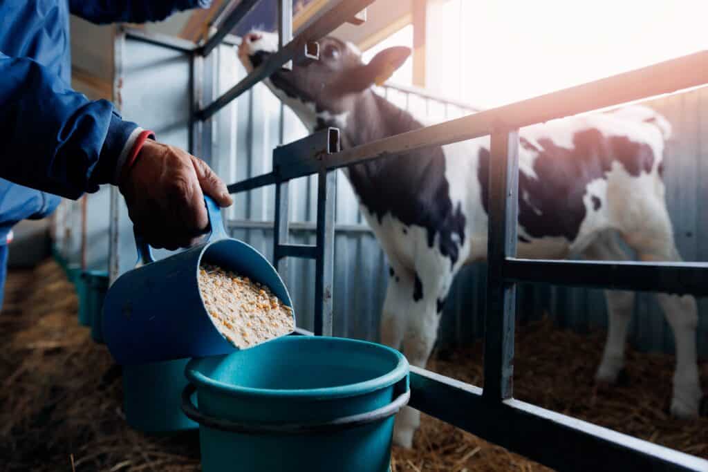 В Алматинской области построят завод кормов для домашних животных