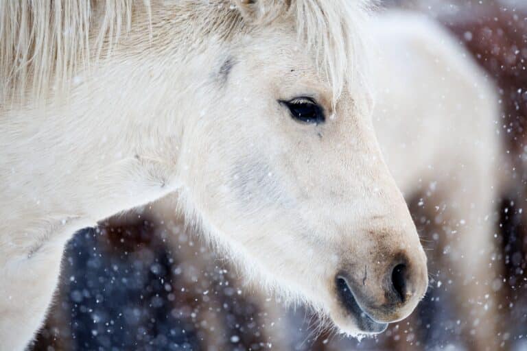 В Алматы по улицам города разгуливал табун лошадей