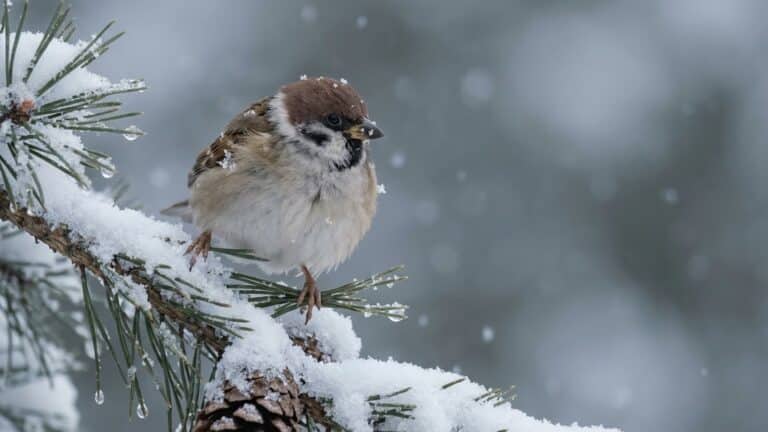 Снег и морозы: в регионах Казахстана объявлено штормовое предупреждение