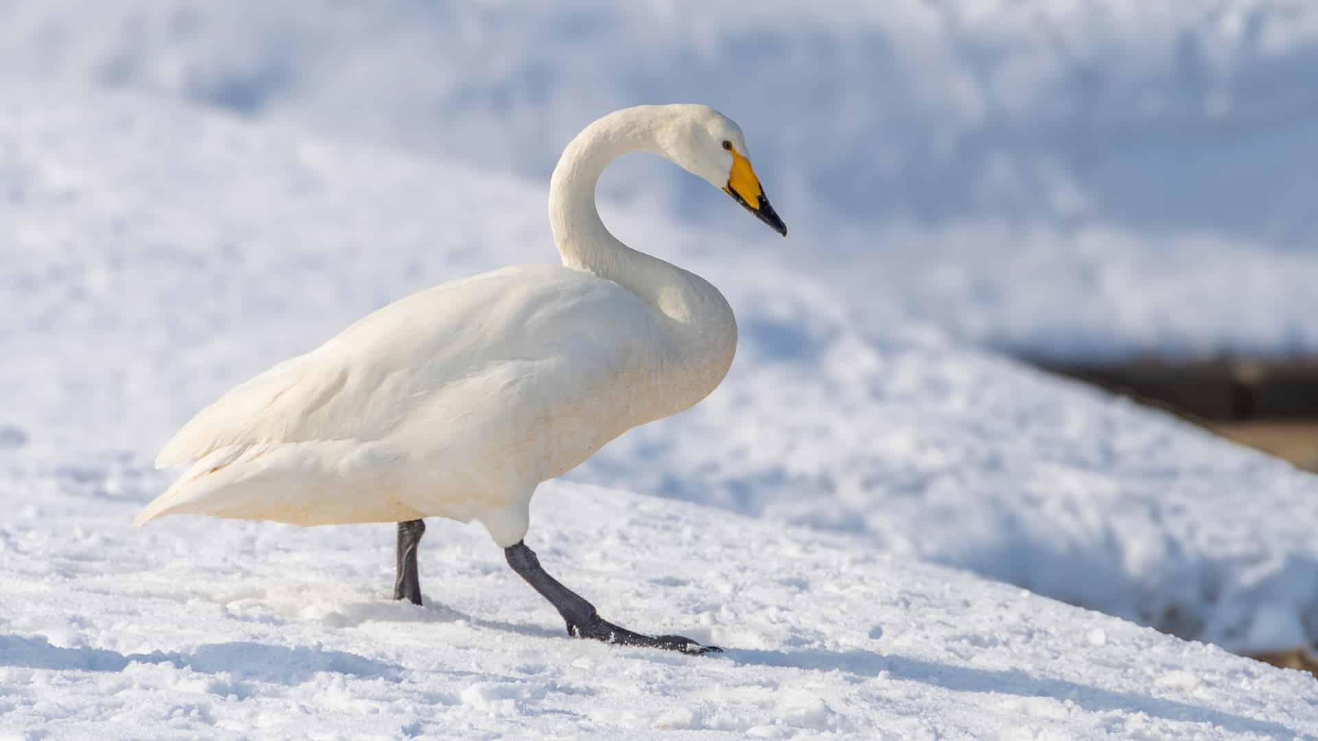 Аққу қыс мезгілі