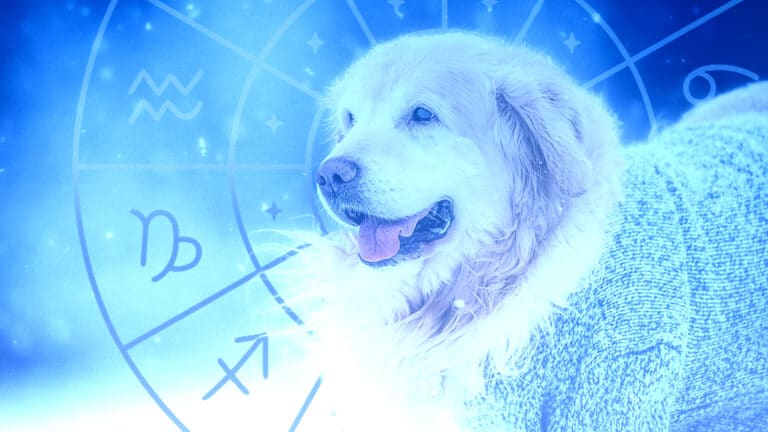 Гороскоп на 27 января: прогноз для всех знаков зодиака