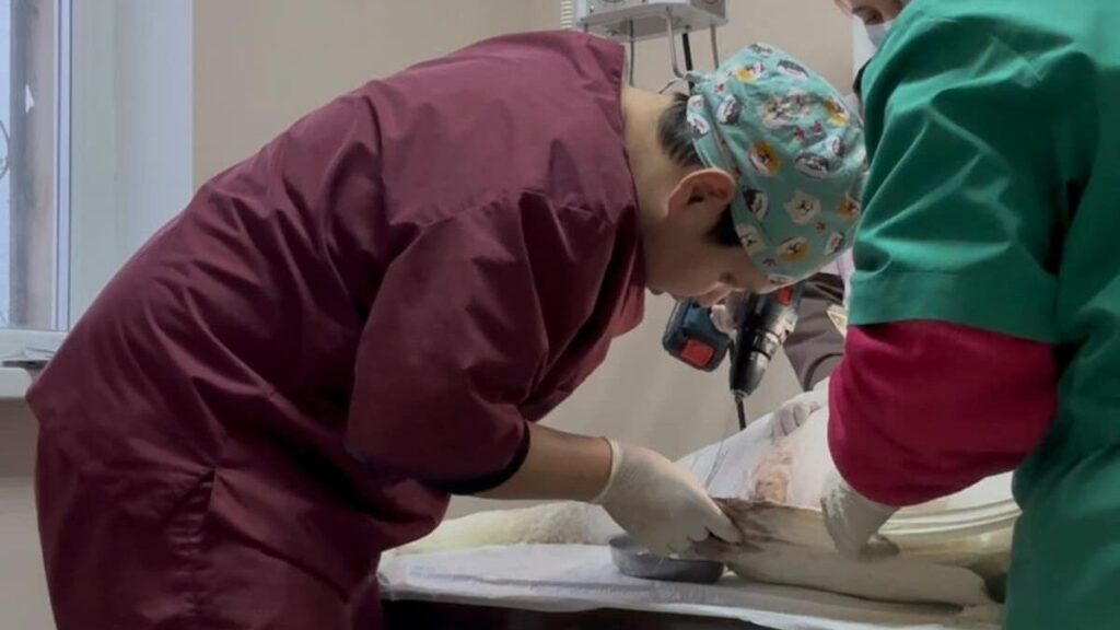 В Мангистау ветеринары прооперировали лебедя со сломанным крылом