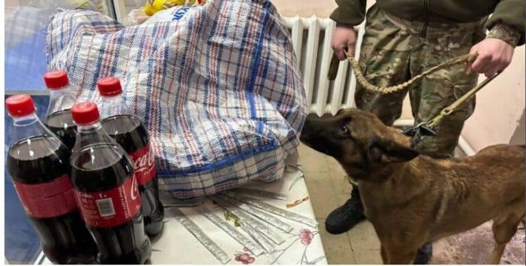 Наркотики в ремне сумки пытались передать в колонию в Кызылординской области