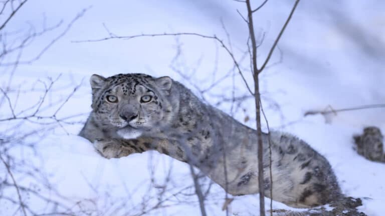 Алматы тауларындағы қар барысы спутник арқылы бақылауға алынды