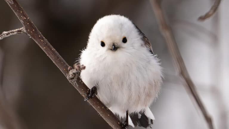 Birdwatcher’s delight: Long-tailed tit is a must-see in Almaty mountains