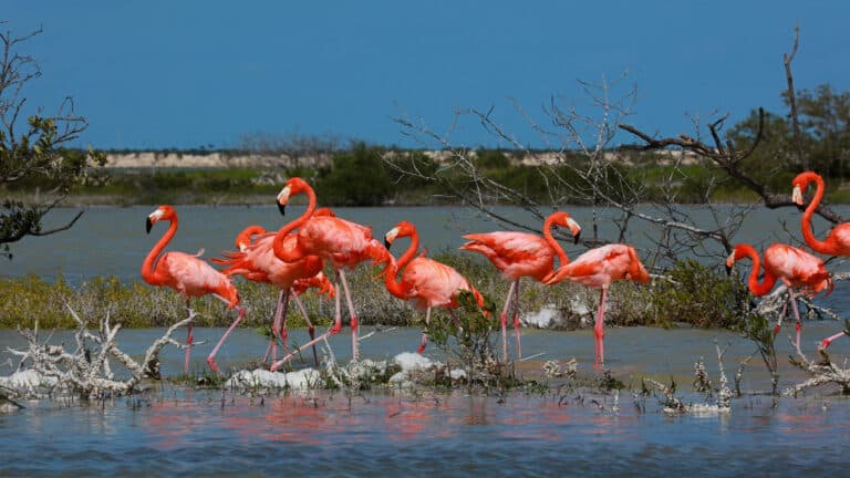 Сотни прекрасных фламинго прилетели на берега Каспия в Актау