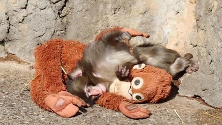Sad monkey and its toy melt hearts online