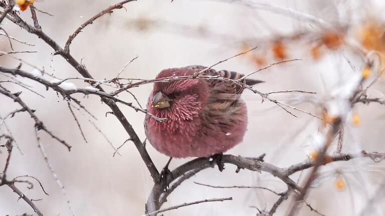Central Asia’s hidden gem: The vibrant red-mantled rosefinch