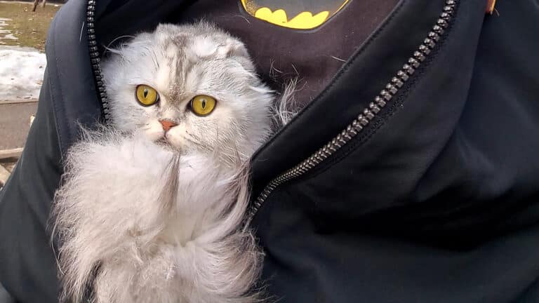 Испуганный землетрясением алматинский кот стал мемом в соцсетях