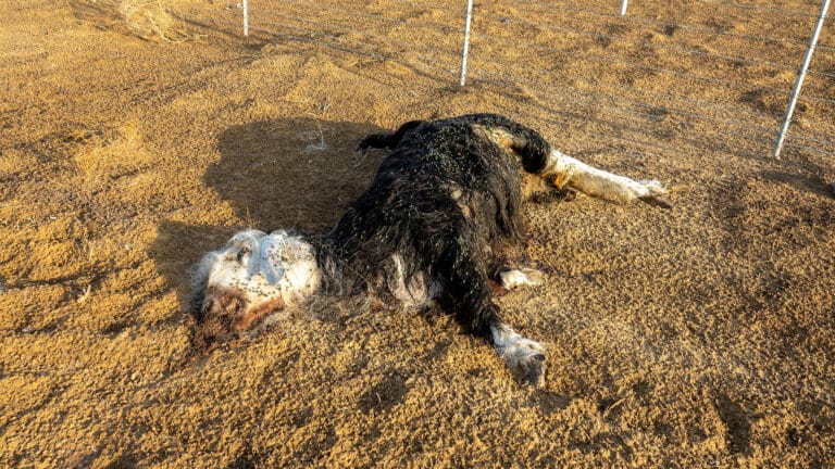 В акимате Атырауской области ответили фермерам, чей скот гибнет от голода