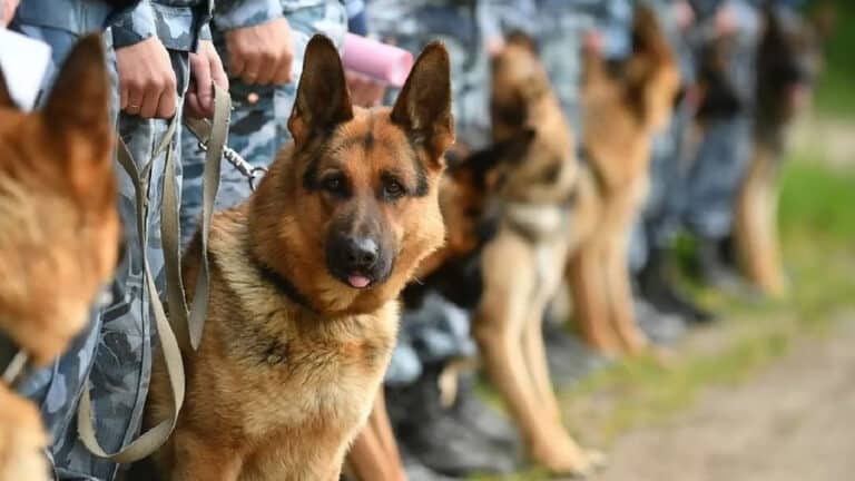 Казахстанцы выкупили списанных собак КНБ по завышенной цене