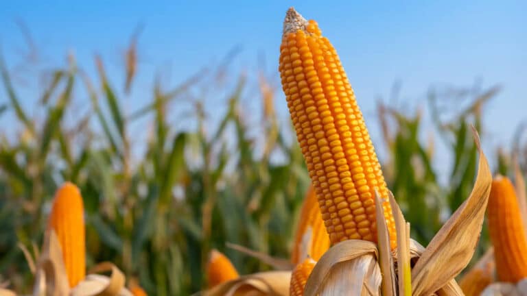 Власти просят фермеров обеспечить китайский завод кукурузой