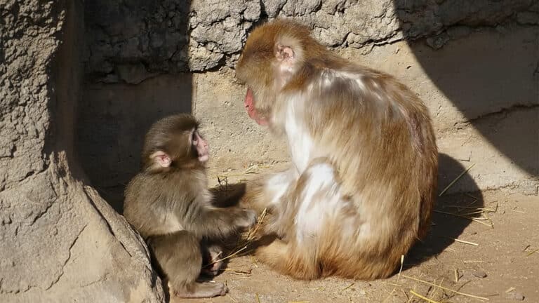 Обезьянку Панч, растрогавшую пользователей интернета, приняли в стаю