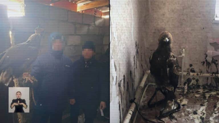 Работников нацпарка Баянаула подозревают в торговле редкими птицами