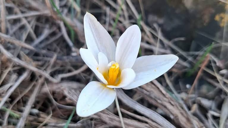 Первые подснежники появились в Туркестанской области