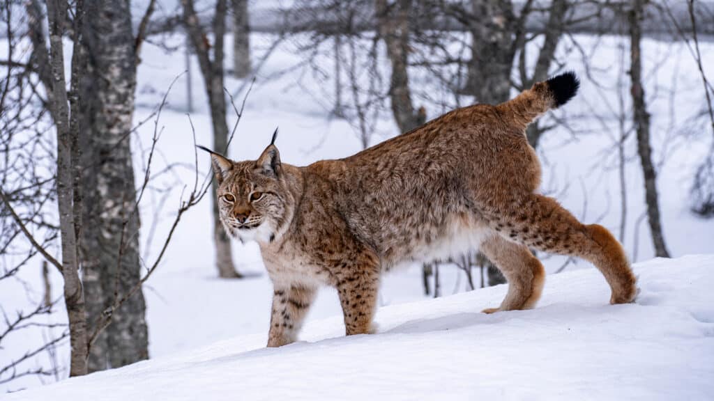 Polar Park Bardu, Norway - 23 February 2025 - A careful lynx walks in the forest in the winter season