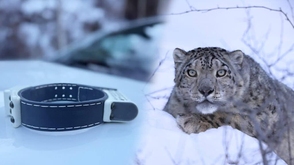 Фото: t.me/qazfwc, бильд-редактор: Адэлина Мамедова