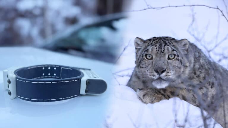 На барса из Большого Алматинского ущелья надели ошейник с геолокацией