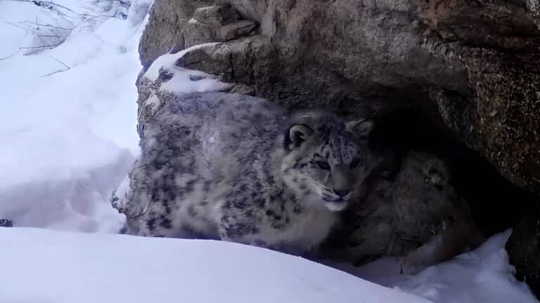 Играющие детеныши снежного барса попали в кадр в горах Алматы