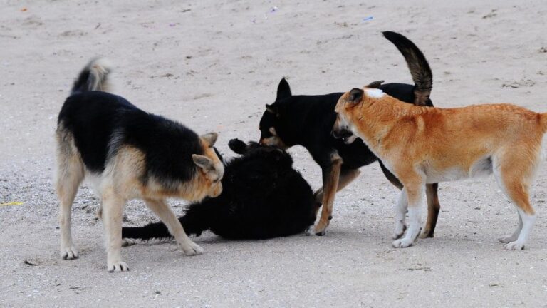 Алматы облысында бір топ ит әйелді талап өлтіре жаздады